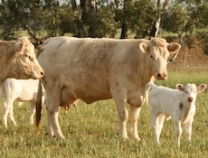 Charolais Cow and Calf - Chenu Charolais, Cattle Stud in Victoria